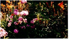 Garden Phlox and Lilies